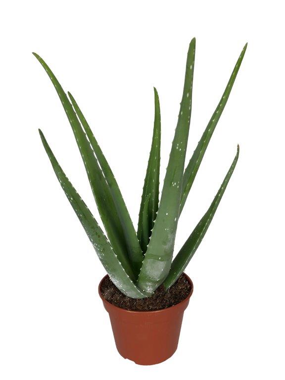 Aloe vera - aloes zwyczajny