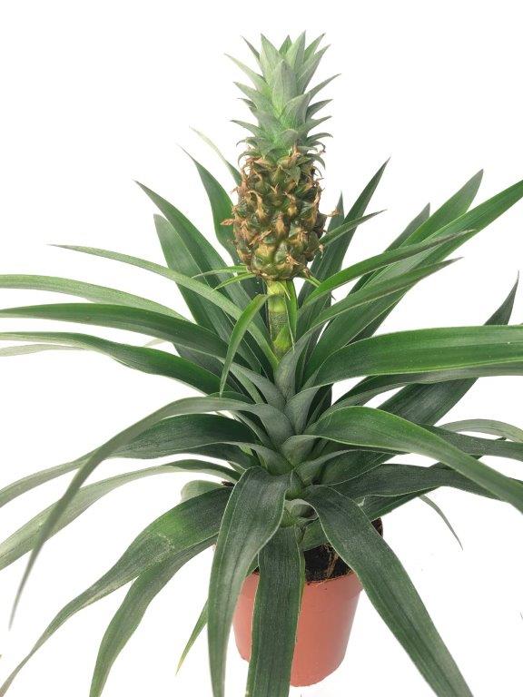 Ananas mi amigo