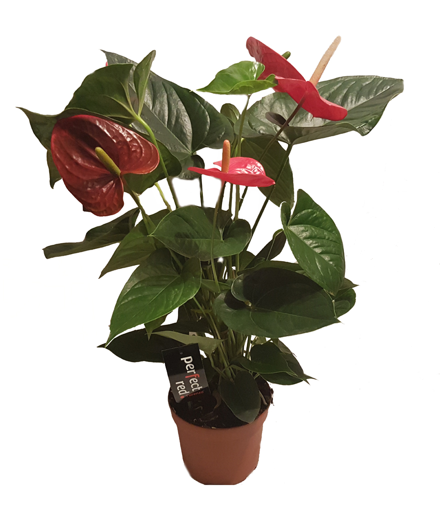 Anthurium czerwone