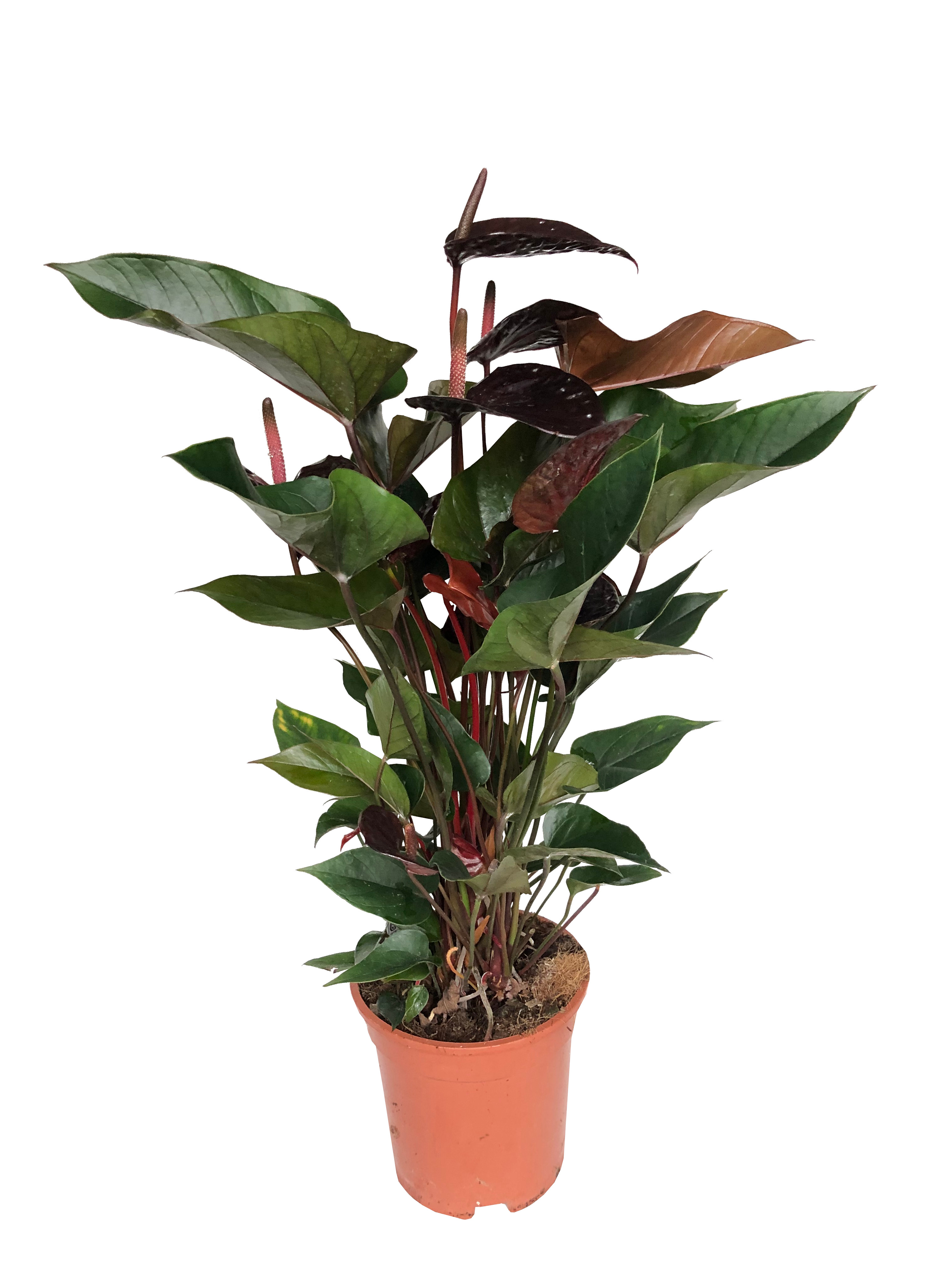 Anthurium Black Beauty