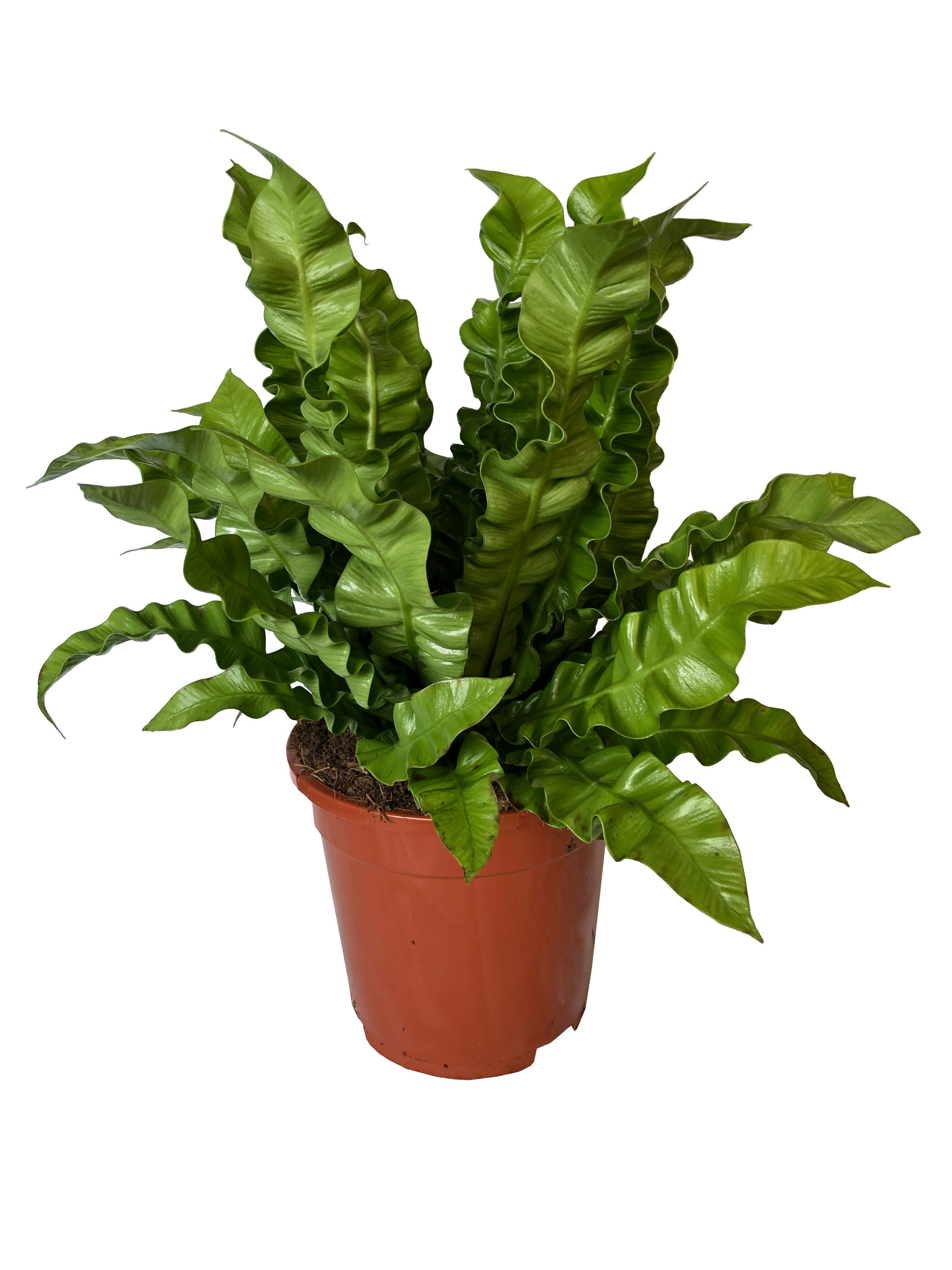 Asplenium Crispy Wave