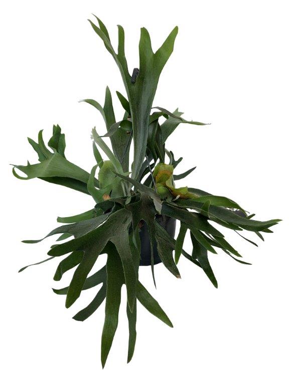 Platycerium bifurcatum wiszące