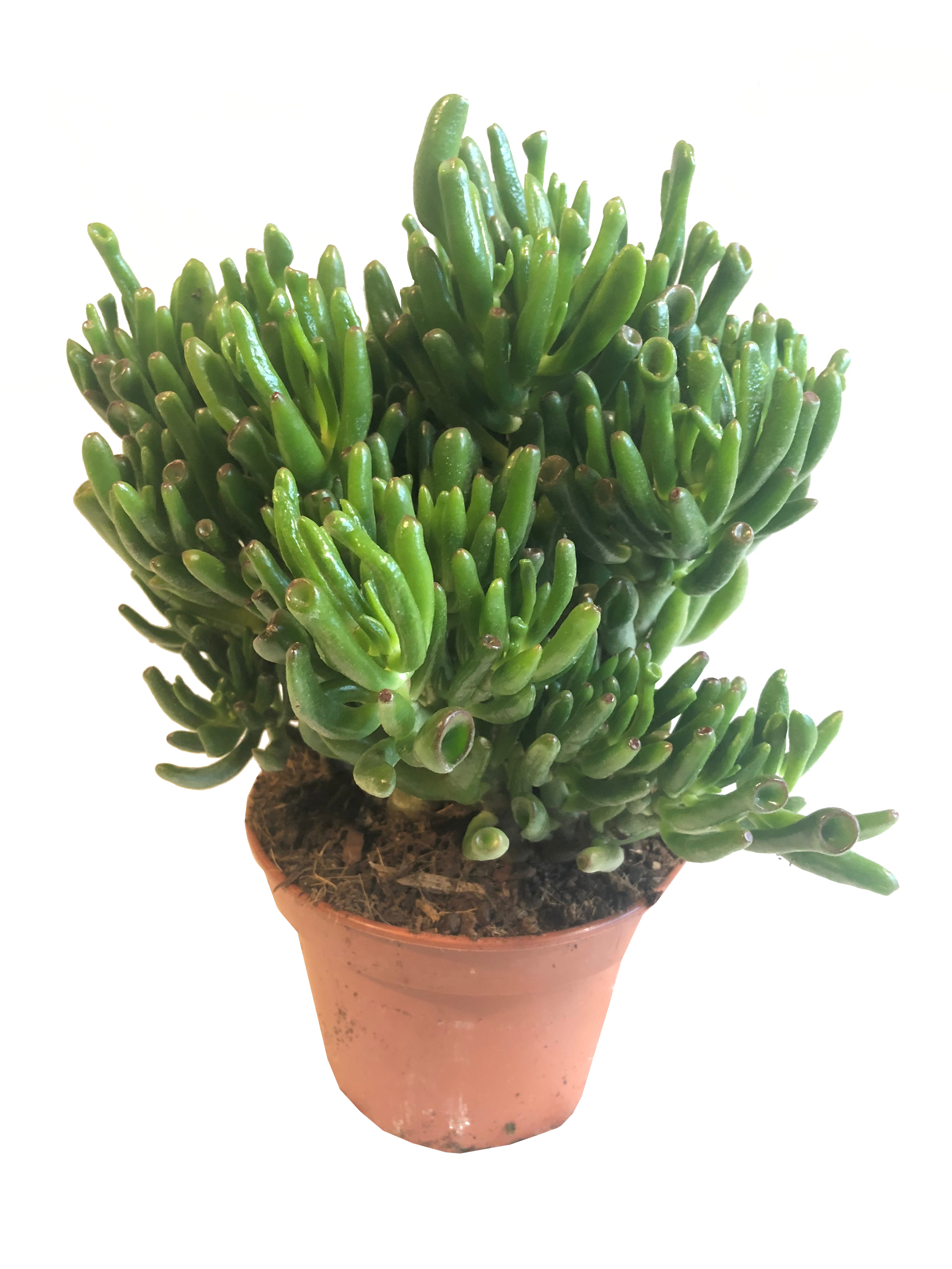 Crassula Hobbit - uszy shreka