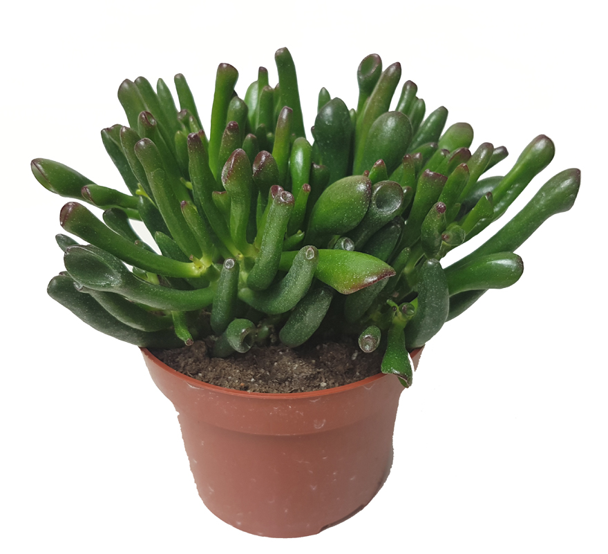 Crassula Hobbit