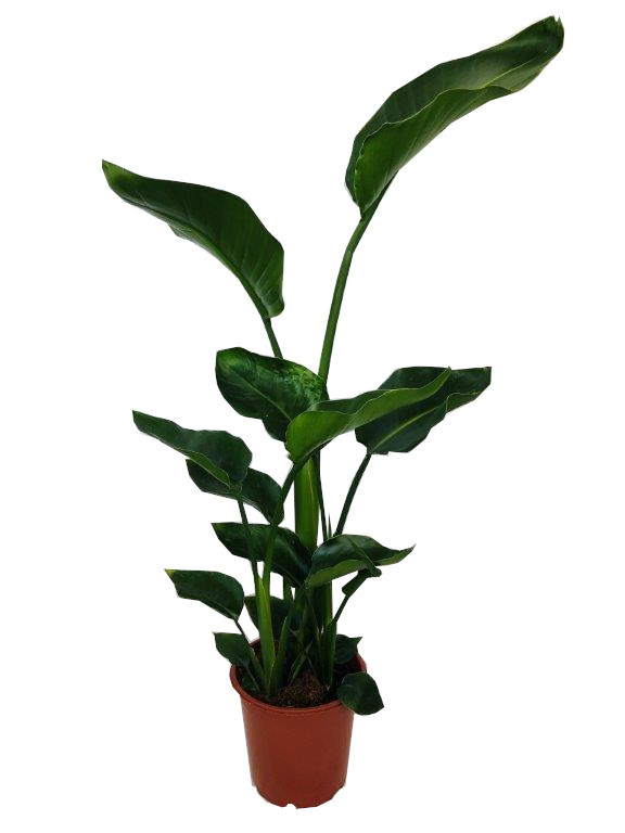 Strelizia nicolai