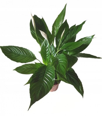 Spathiphyllum - skrzydłokwiat - 60 cm