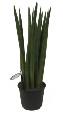 Sansevieria - wężownica spaghetti - duża