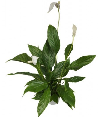 Spathiphyllum - skrzydłokwiat