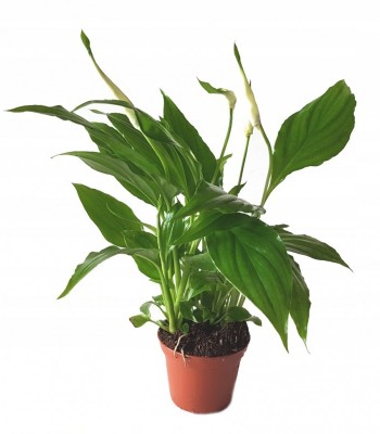 Spathiphyllum - skrzydłokwiat - mini - 2 ...