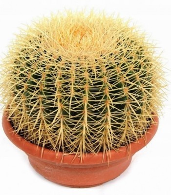 Echinocactus grusonii - duży