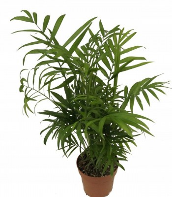 Chamaedorea elegans - chamaedorea wytworna 