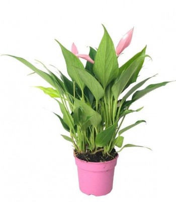 Anthurium lilly