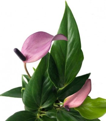 Anthurium zizou