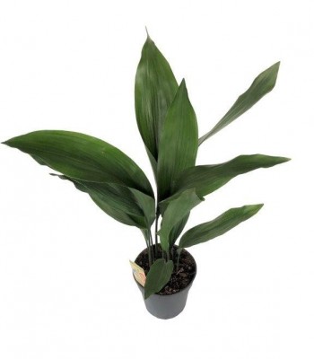 Aspidistra eliator 