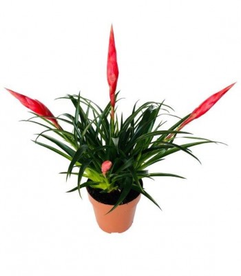 Bromelia red