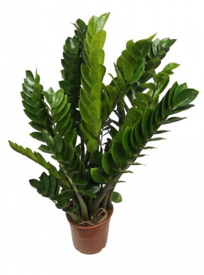 Zamiokulkas zamiolistny - duży 70cm