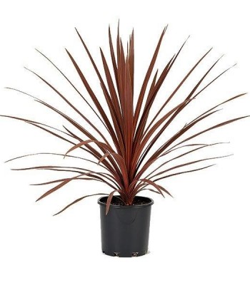 Kordylina red australis