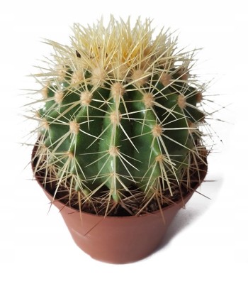 Echinocactus grusonii