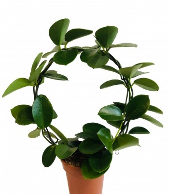 Hoya australis zielona