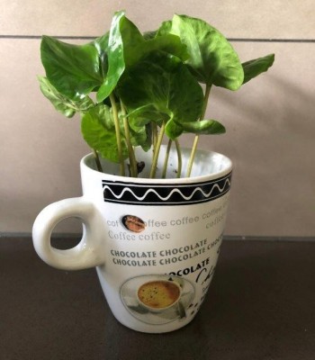 Kawa kubek w doniczce ceramicznej