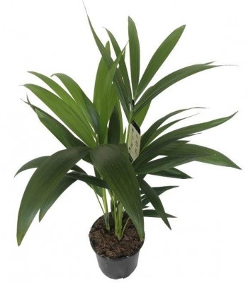 kentia howea medium