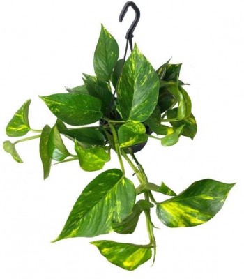 Epipremnum aureum 