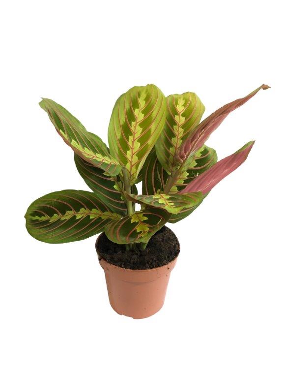 Maranta leuconuera