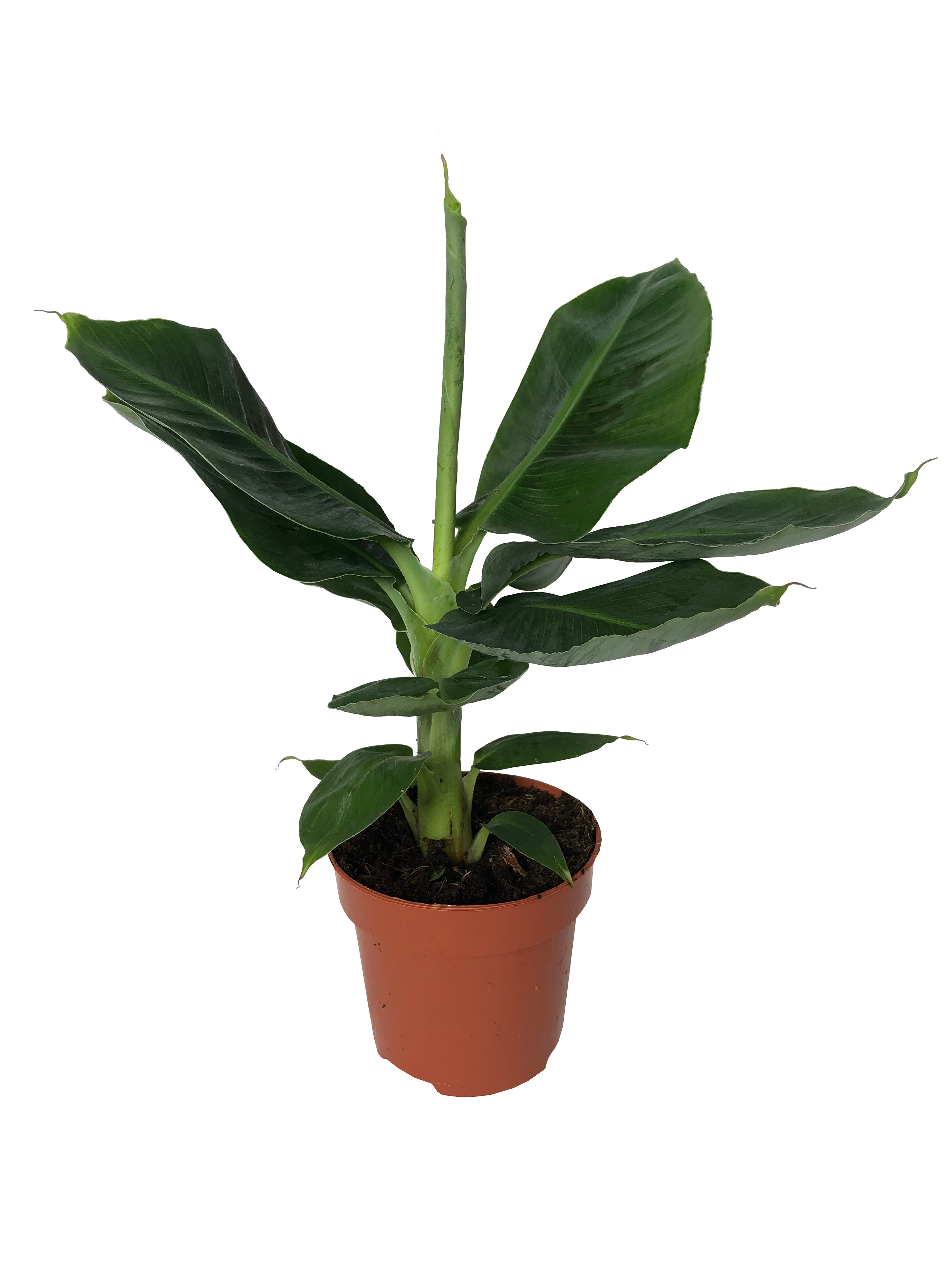 Musa banan  essentiale red