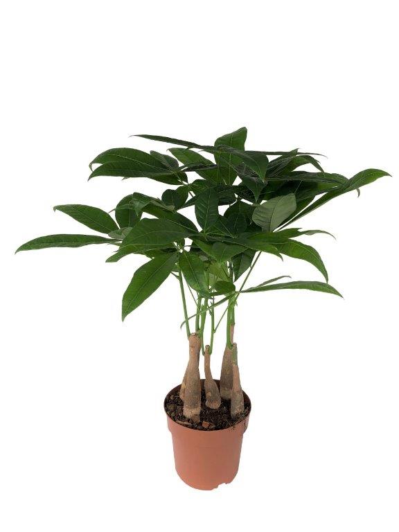 Pachira Aquatica
